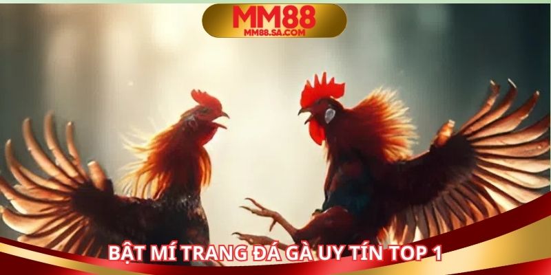 Bật mí về trang đá gà uy tín top 1 tại châu Á