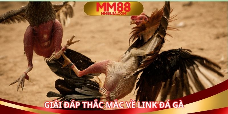 Giải đáp thắc mắc về trang đá gà trực tuyến uy tín