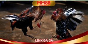 Link Đá Gà
