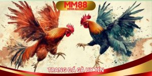 Trang đá gà uy tín